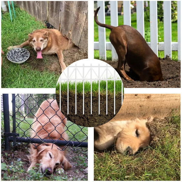 EFPerfect Animal Antidigging Barrier Fence Rustproof Decorative Garden Fence & Reviews Wayfair